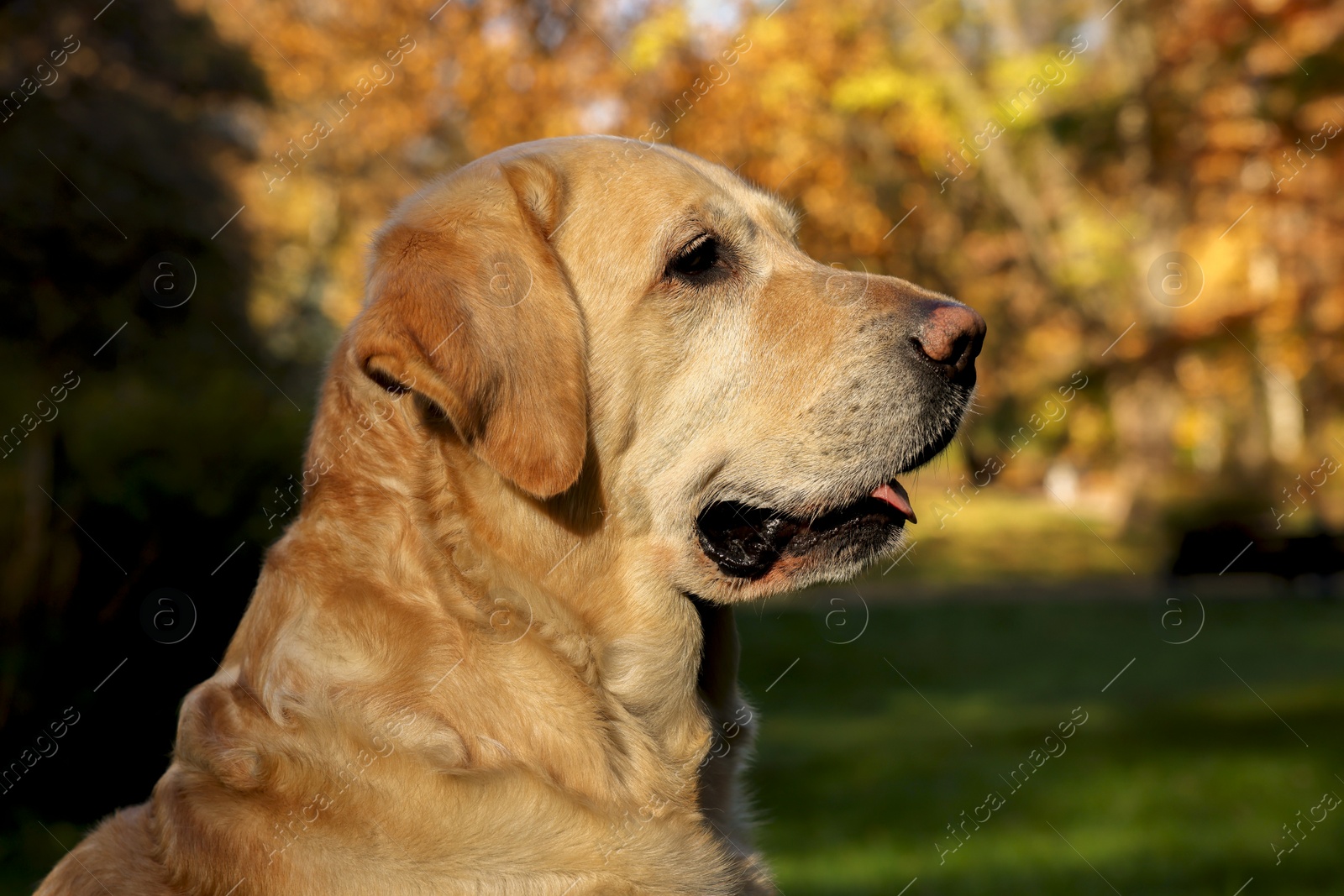 Photo of Cute Labrador Retriever dog in sunny autumn park