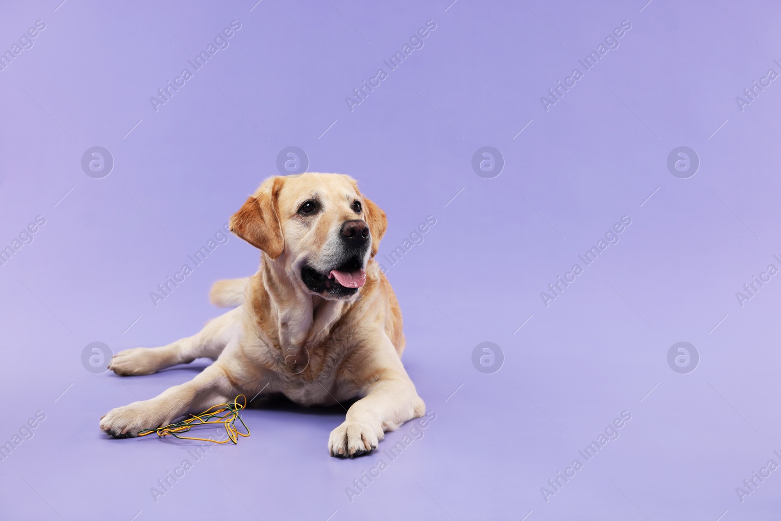 Photo of Naughty Labrador Retriever dog near damaged electrical wire on purple background. Space for text