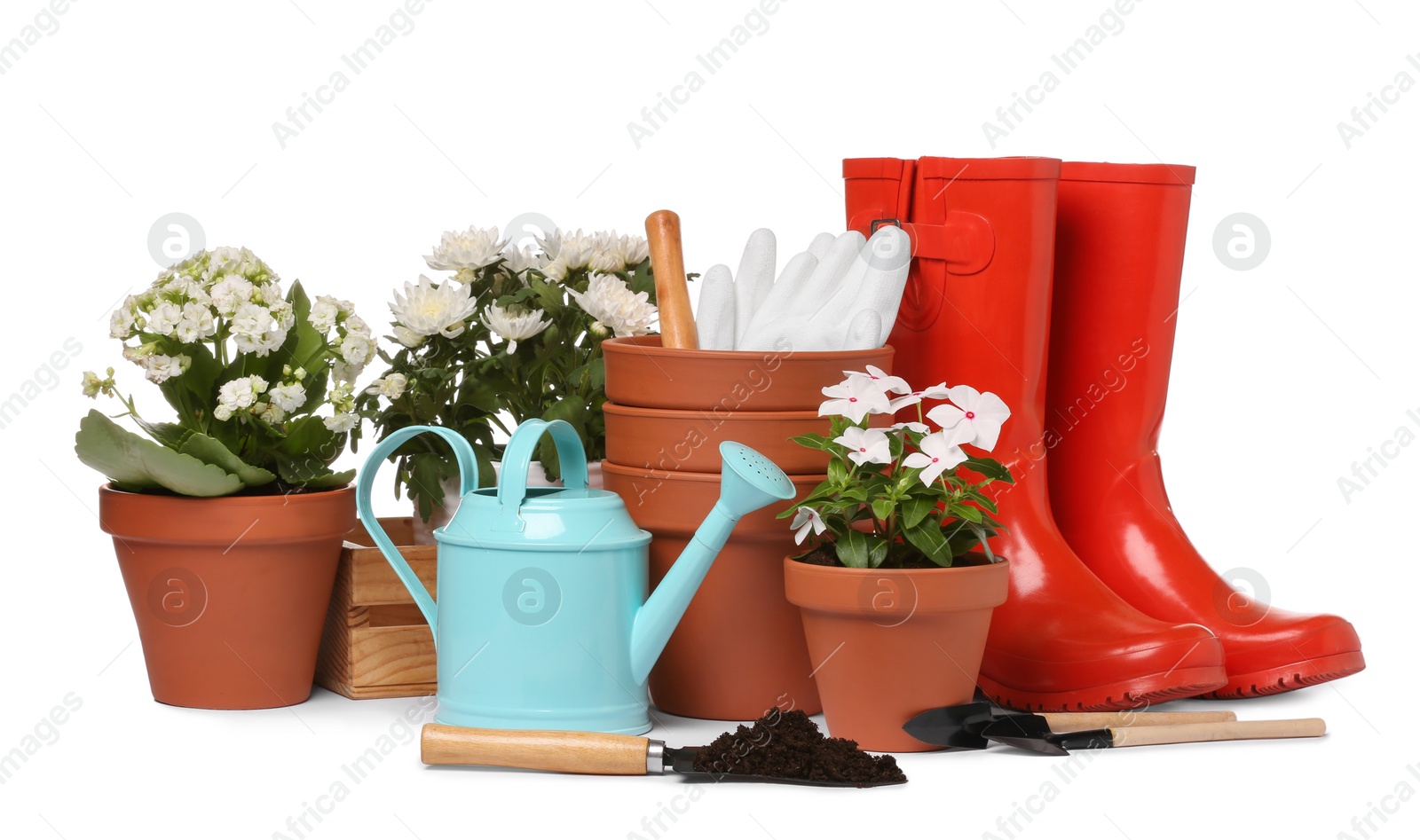 Photo of Beautiful flowers, pots, rubber boots and gardening tools isolated on white