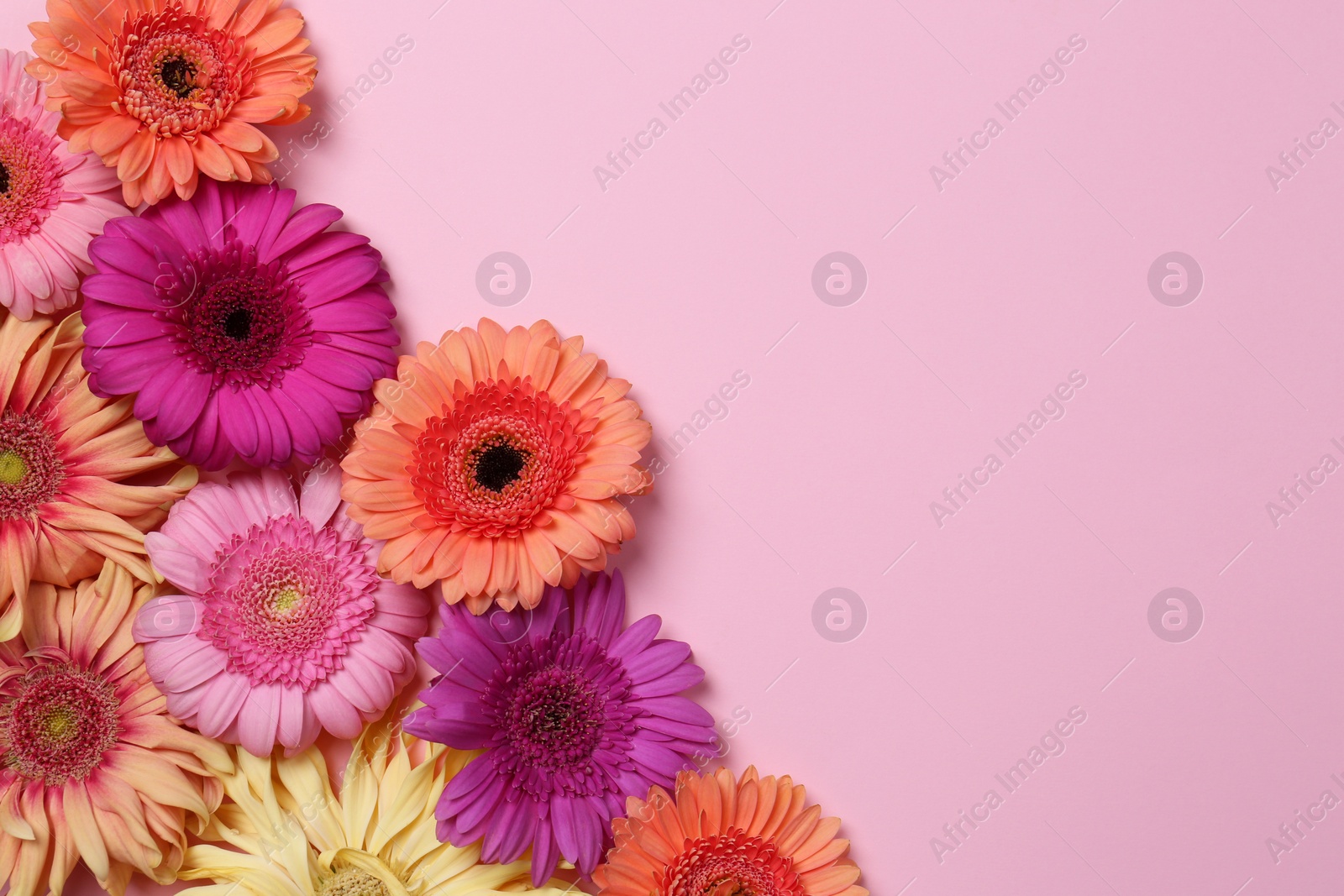 Photo of Flat lay composition with beautiful gerbera flowers on pale pink background, space for text