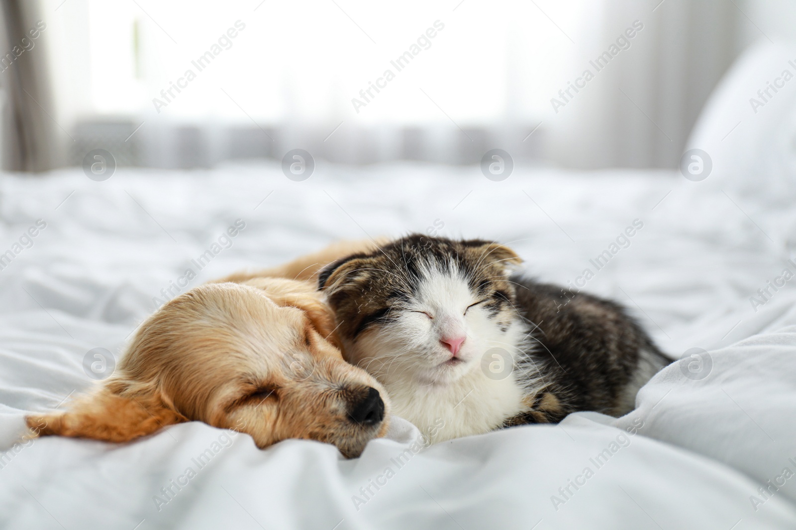 Photo of Adorable little kitten and puppy sleeping on bed indoors