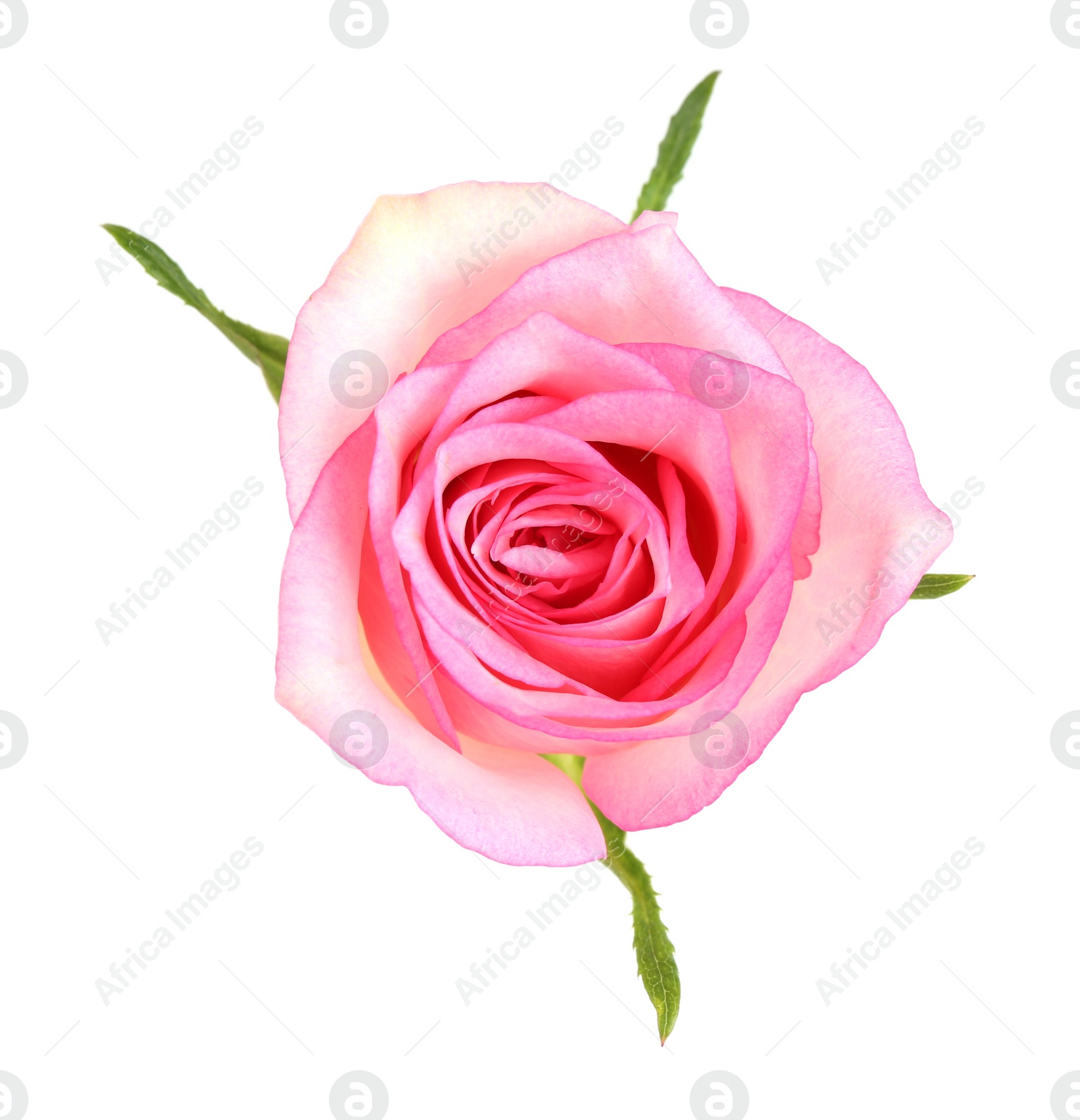 Photo of One beautiful pink rose isolated on white