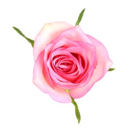 Photo of One beautiful pink rose isolated on white