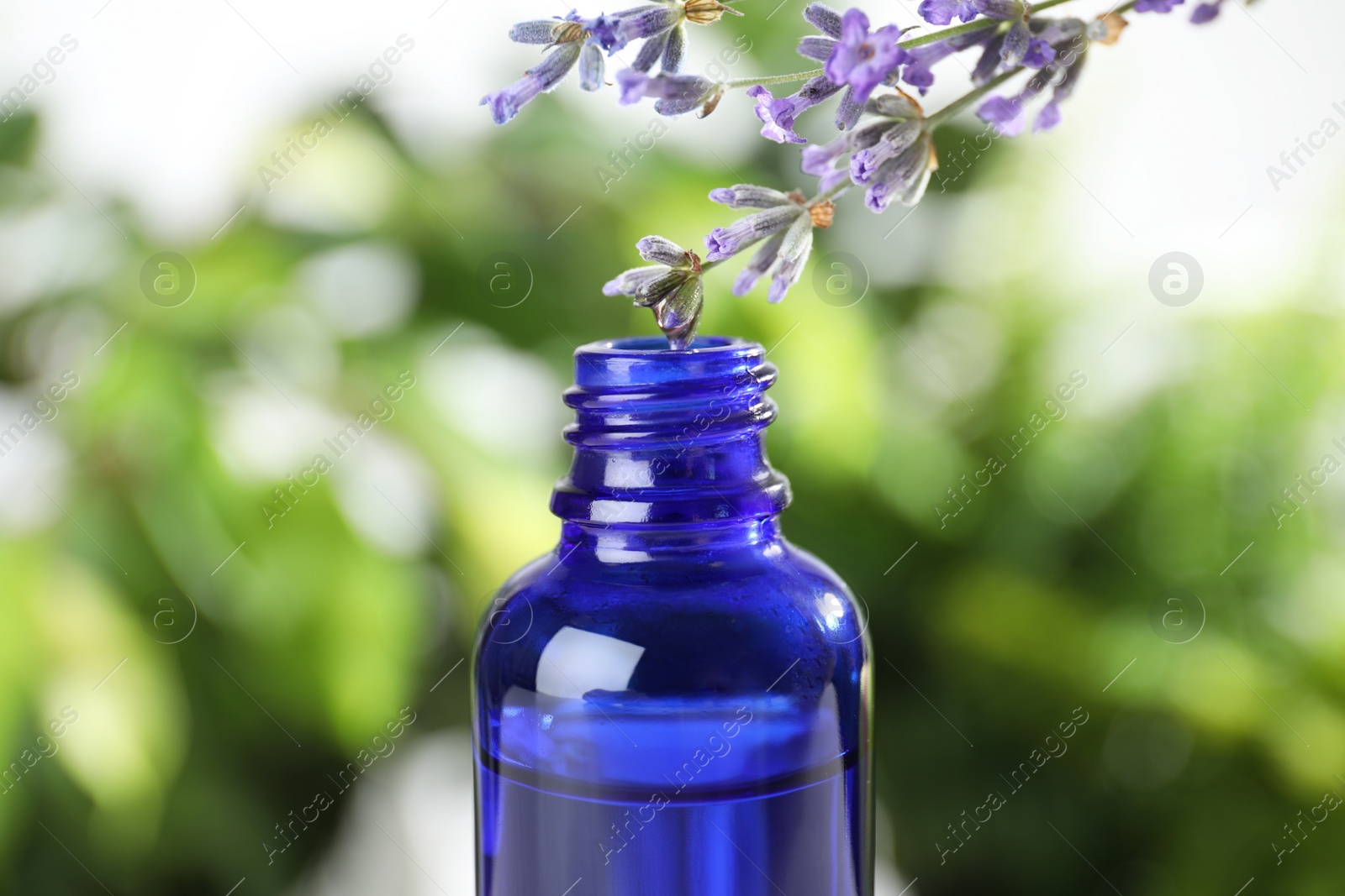 Photo of Bottle of lavender essential oil against blurred background, closeup