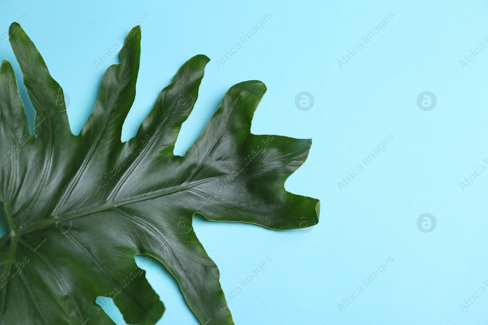 Photo of Beautiful tropical leaf on color background, top view