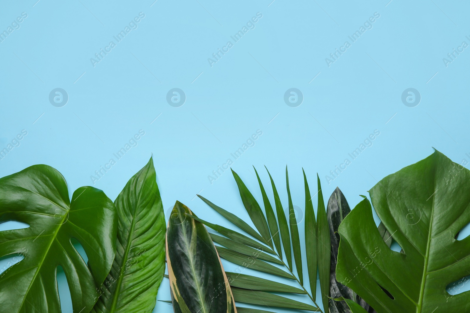 Photo of Flat lay composition with tropical leaves and space for text on color background