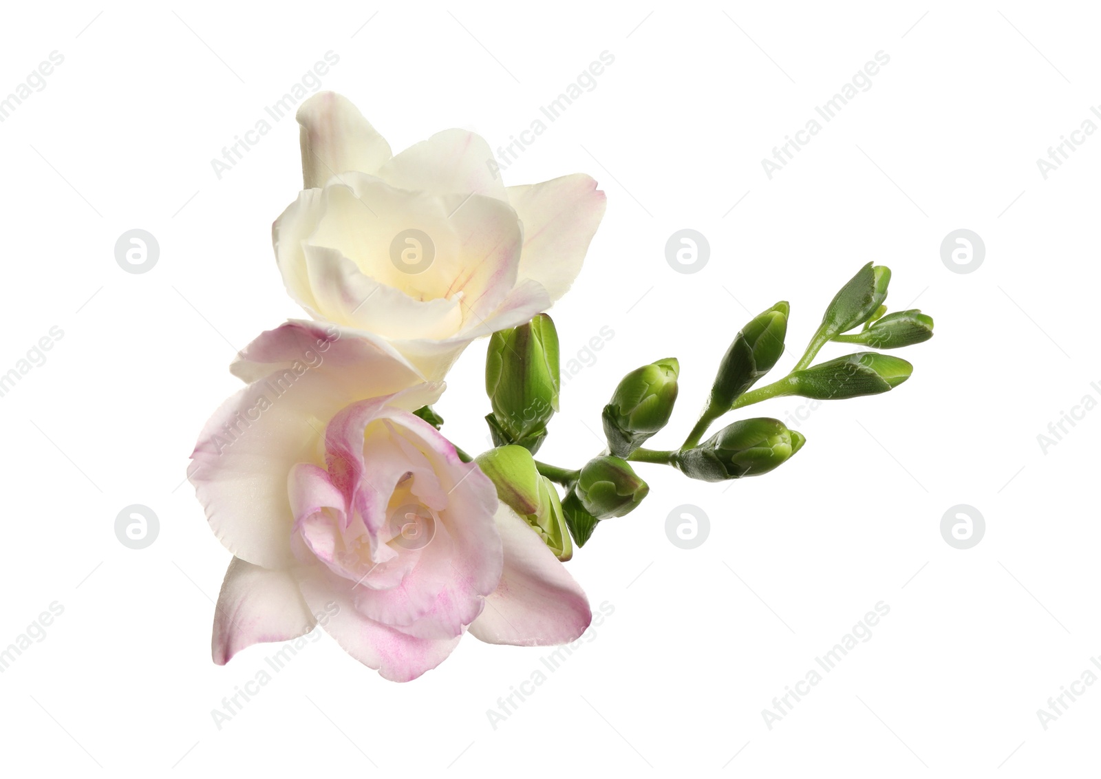 Photo of Beautiful bright freesia flowers on white background