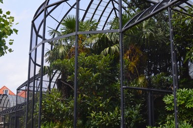 Beautiful plants with lush leaves in greenhouse