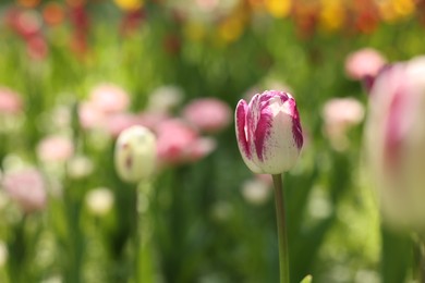 Beautiful bright tulips growing outdoors on sunny day, closeup. Space for text