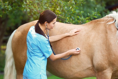 Photo of Young veterinarian examining palomino horse outdoors on sunny day