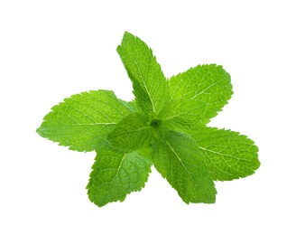 Fresh green mint leaves on white background