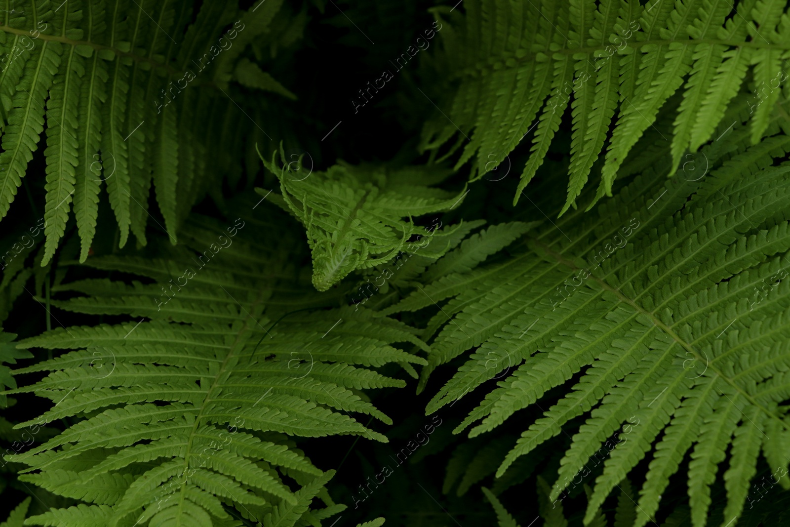 Photo of Beautiful fern with lush green leaves growing outdoors, closeup