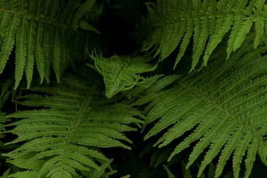 Beautiful fern with lush green leaves growing outdoors, closeup