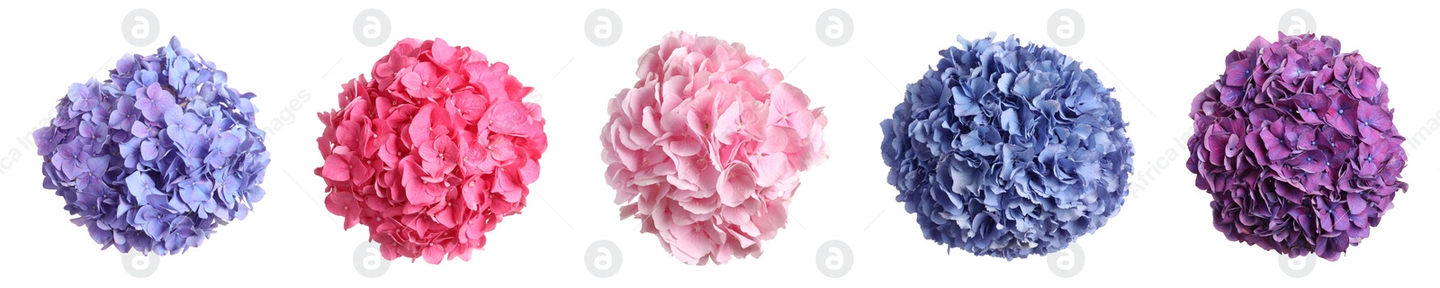 Image of Set with delicate beautiful hortensia flowers on white background, top view. Banner design