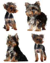 Image of Set of Yorkshire terrier dogs on white background