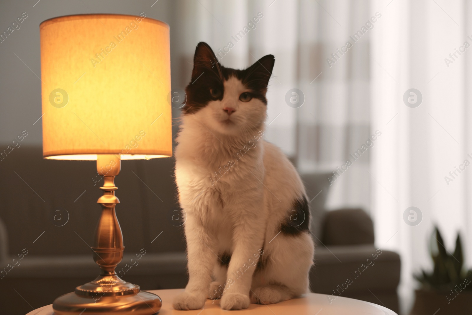 Photo of Cute cat sitting on table near lamp at home