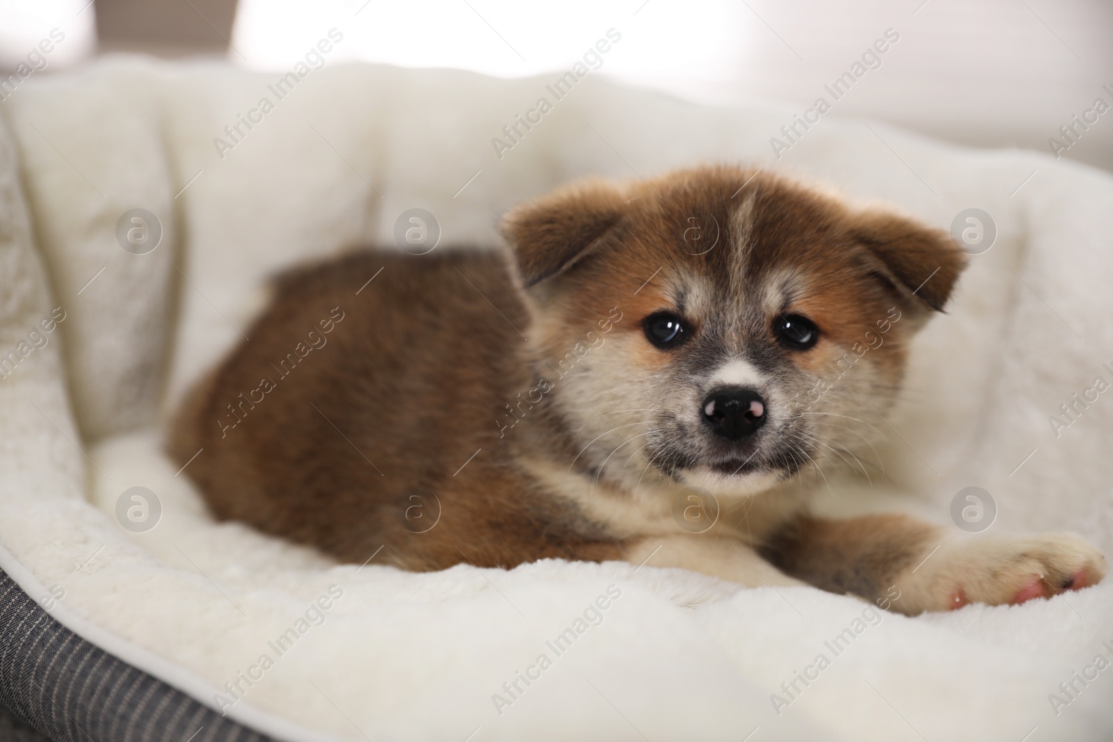 Photo of Adorable Akita Inu puppy in dog bed indoors