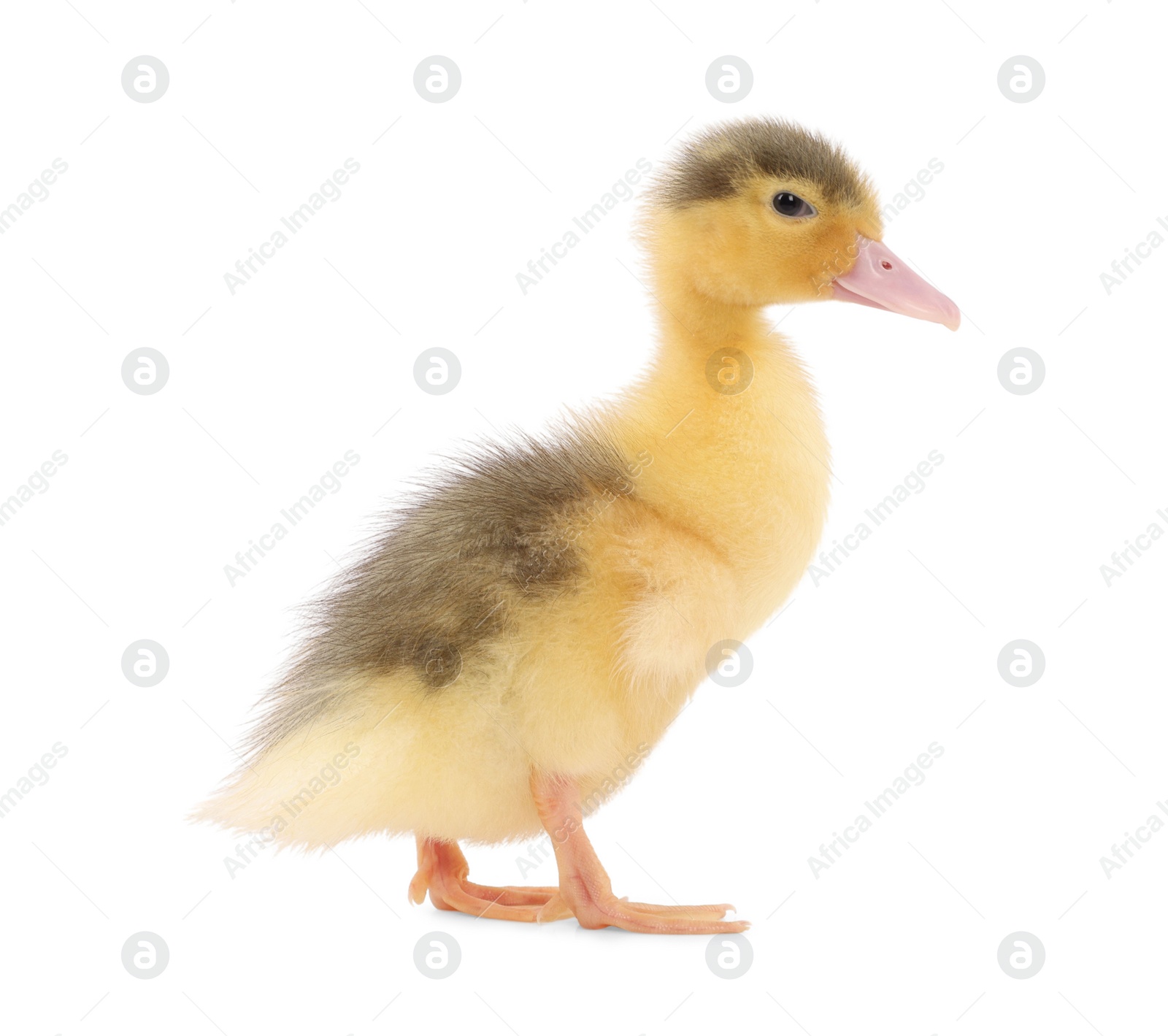 Photo of Baby animal. Cute fluffy duckling on white background