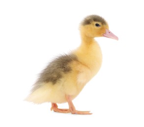 Photo of Baby animal. Cute fluffy duckling on white background