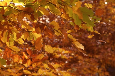 Photo of Tree twigs with bright leaves on sunny autumn day