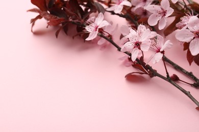 Photo of Spring tree branches with beautiful blossoms on pink background, closeup. Space for text