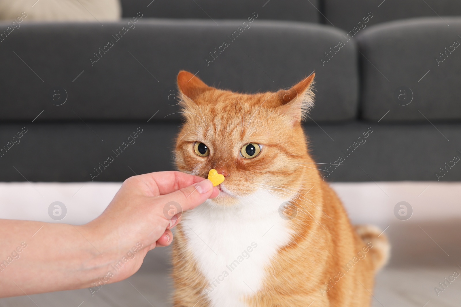 Photo of Woman giving vitamin pill to cute ginger cat indoors, closeup