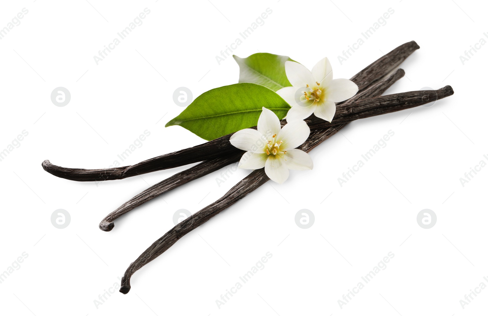 Photo of Vanilla pods, green leaves and flowers isolated on white