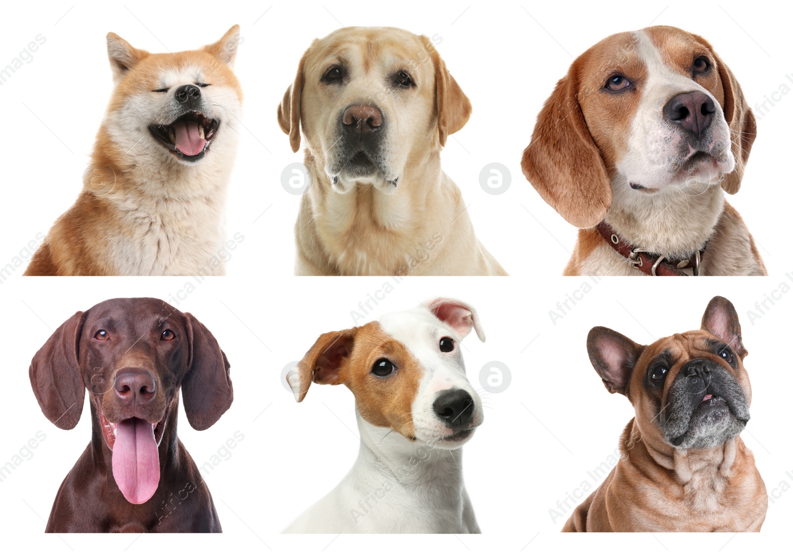 Image of Set of different dogs on white background