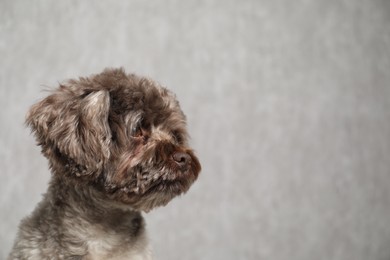 Photo of Cute Maltipoo dog on grey background, space for text. Lovely pet