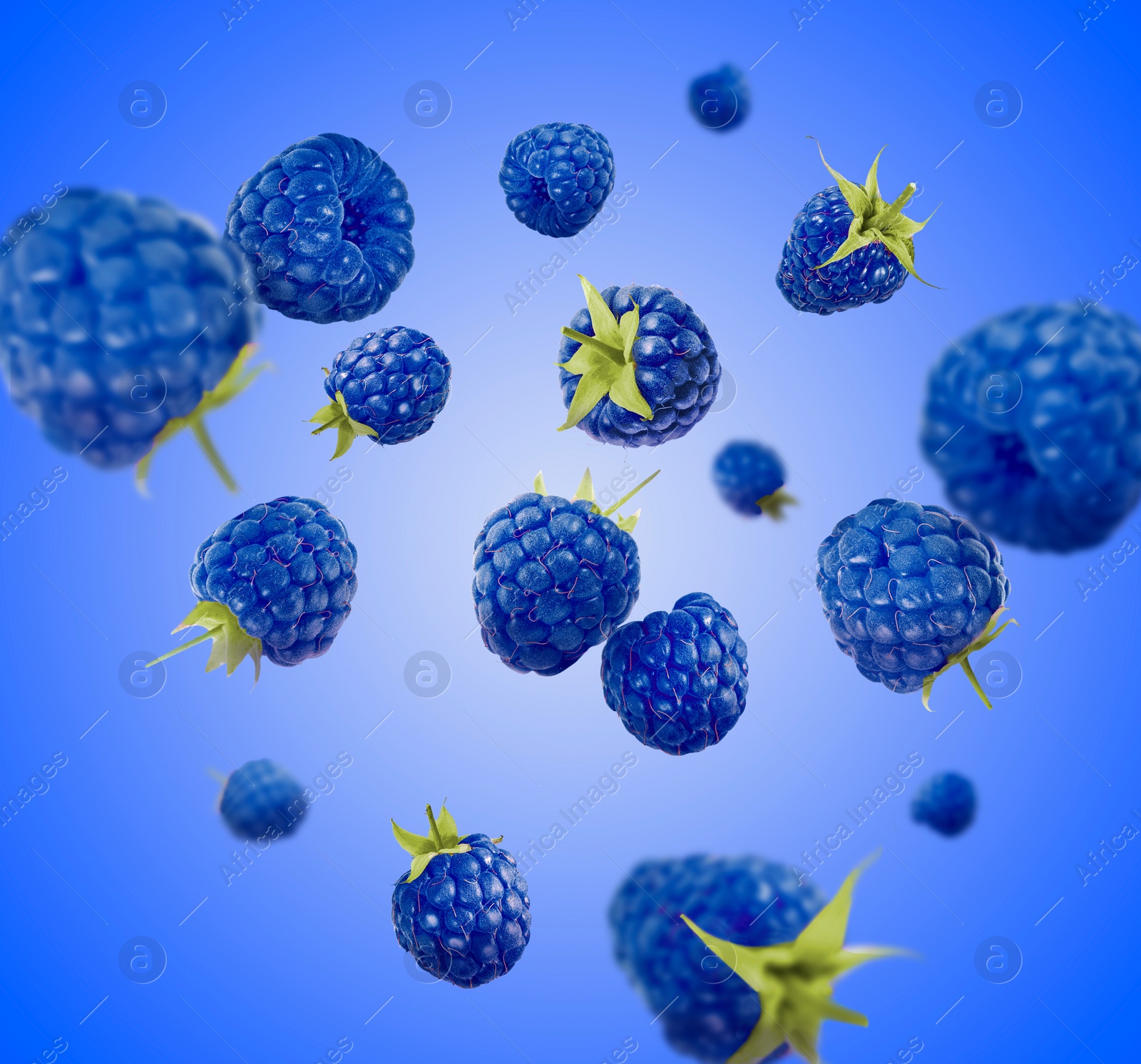 Image of Many fresh blue raspberries falling on blue background