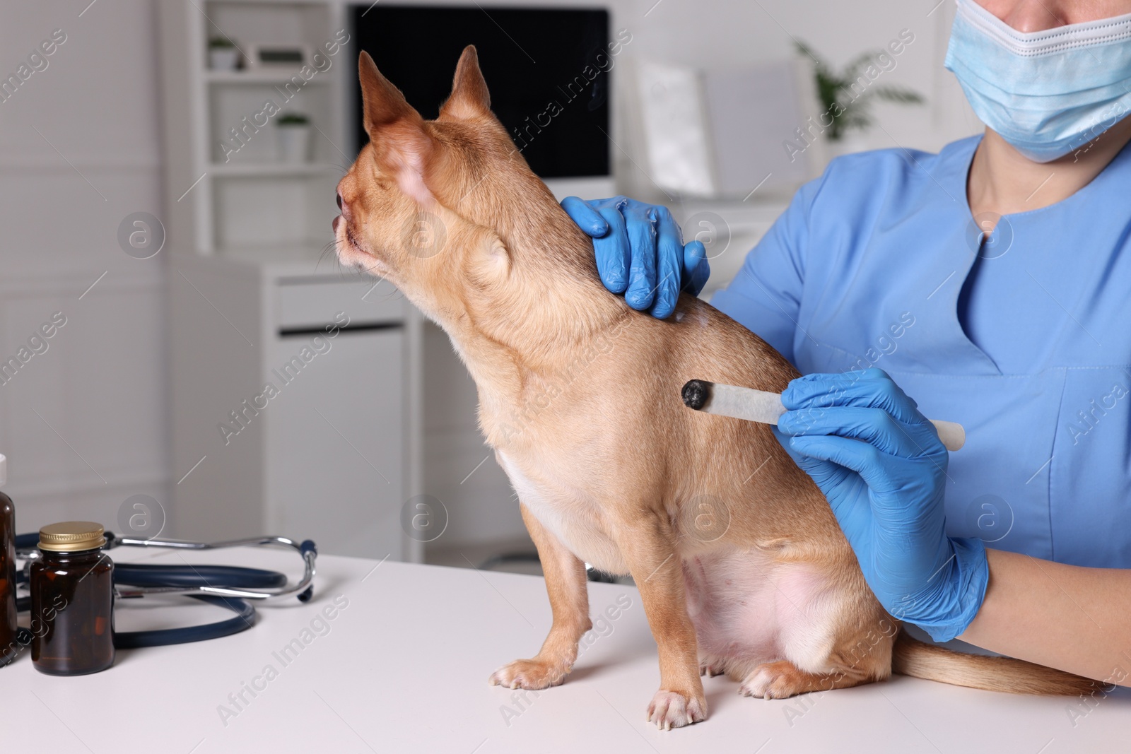 Photo of Veterinary holding moxa stick near cute dog in clinic, closeup. Animal acupuncture treatment