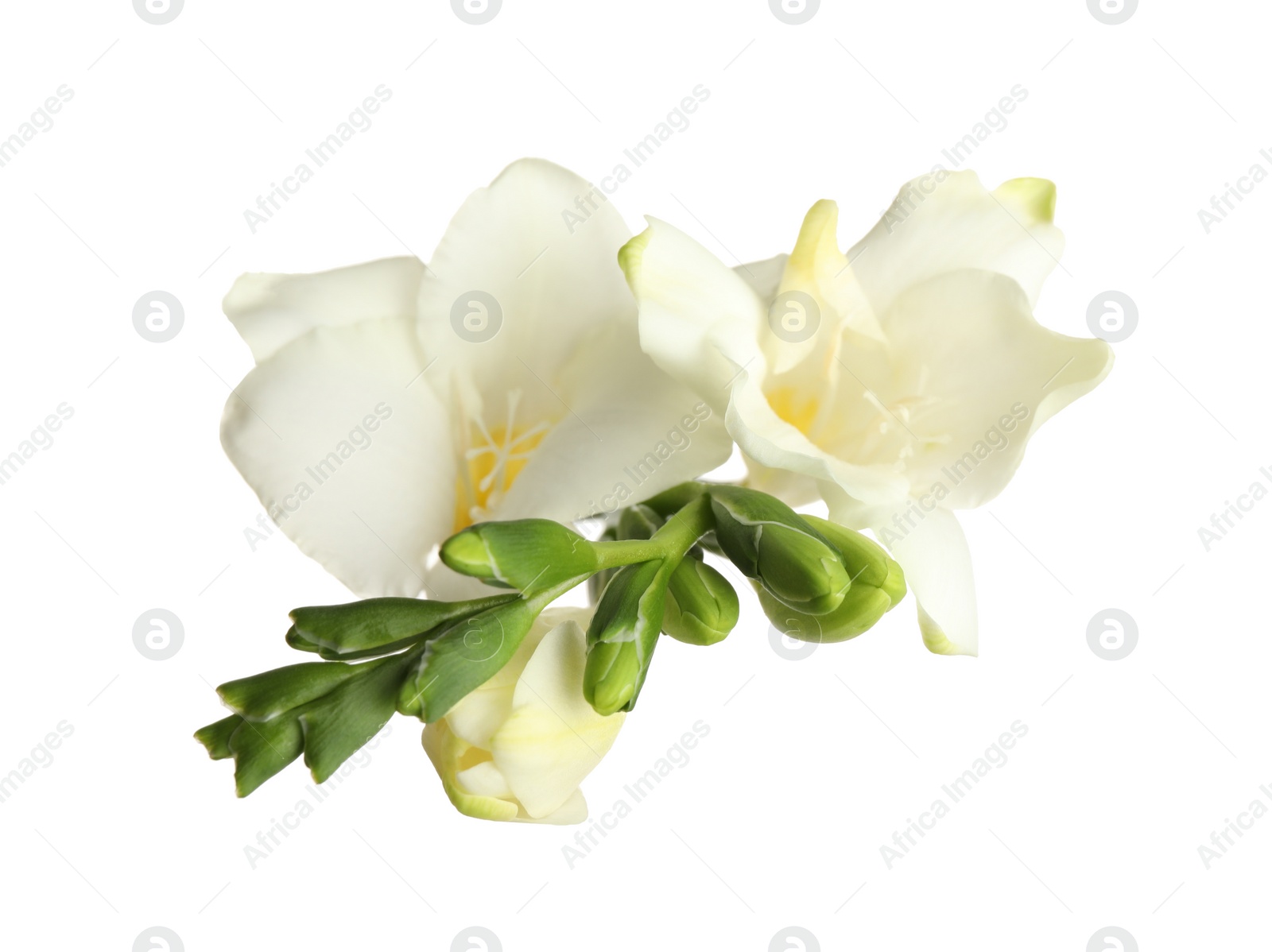 Photo of Beautiful blooming freesias isolated on white, top view