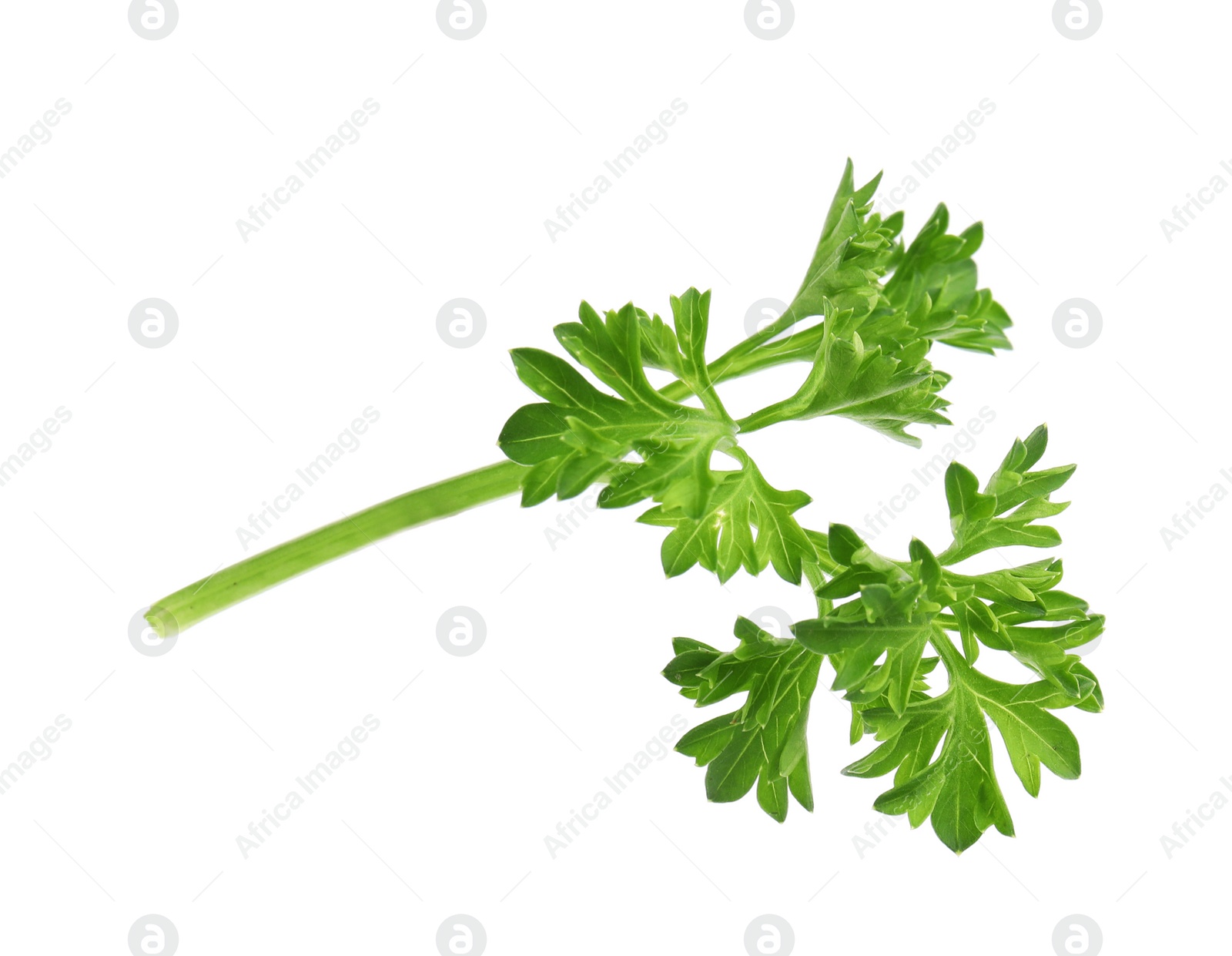 Photo of Fresh green organic parsley on white background