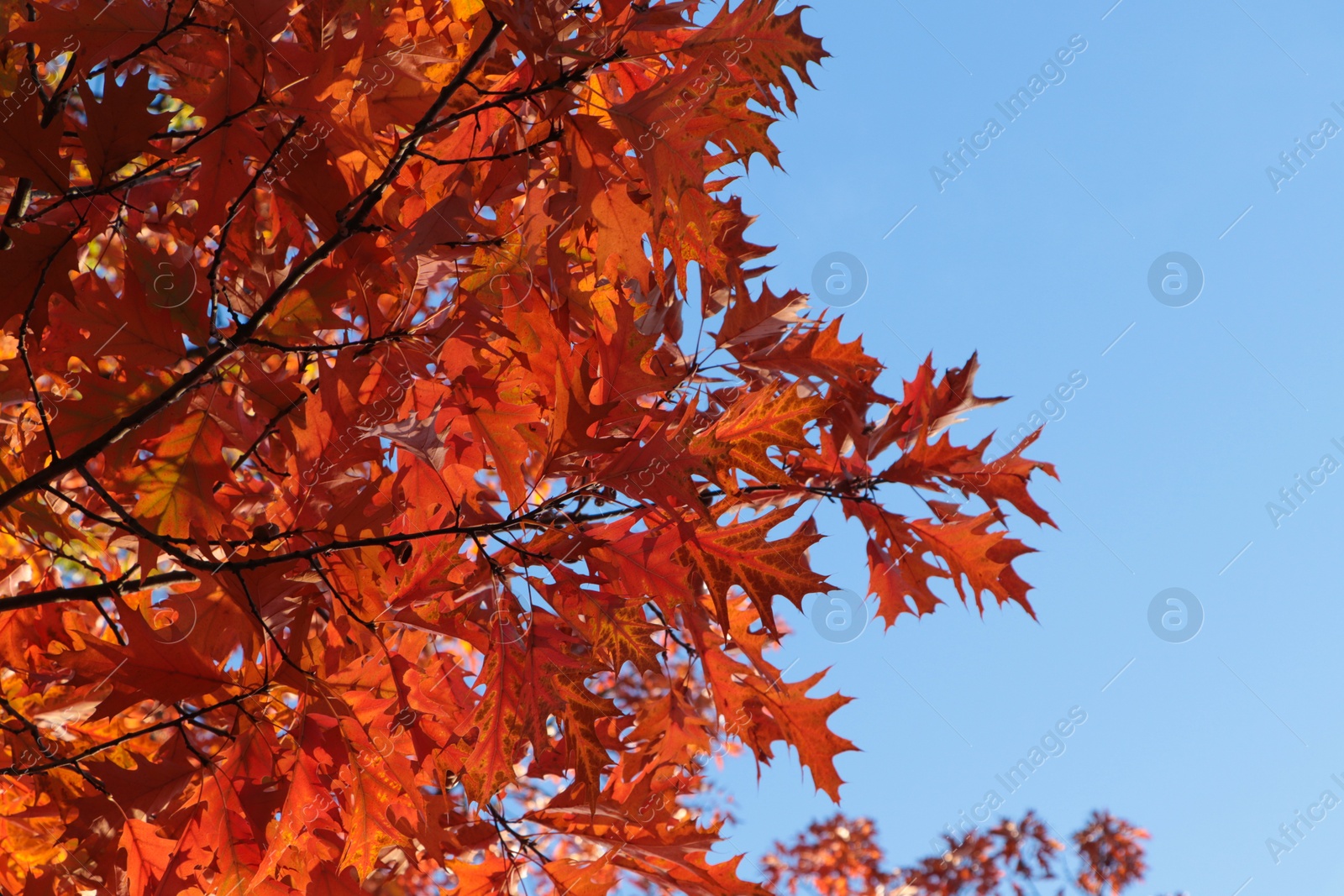 Photo of Beautiful trees with autumn leaves against sky on sunny day, low angle view