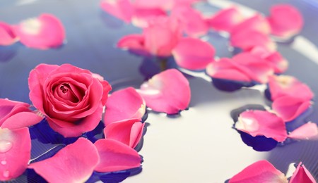 Photo of Pink rose and petals in water, closeup