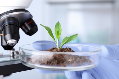 Photo of Scientist examining green plant with microscope in laboratory, closeup