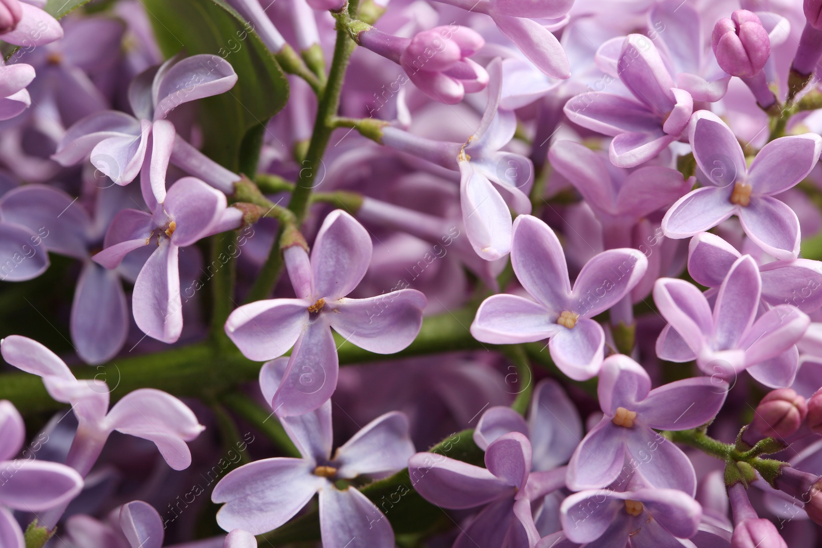 Photo of Beautiful blossoming lilac as background, closeup. Spring flowers