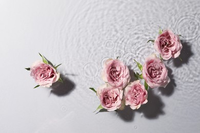 Photo of Beautiful roses in water on white background, top view