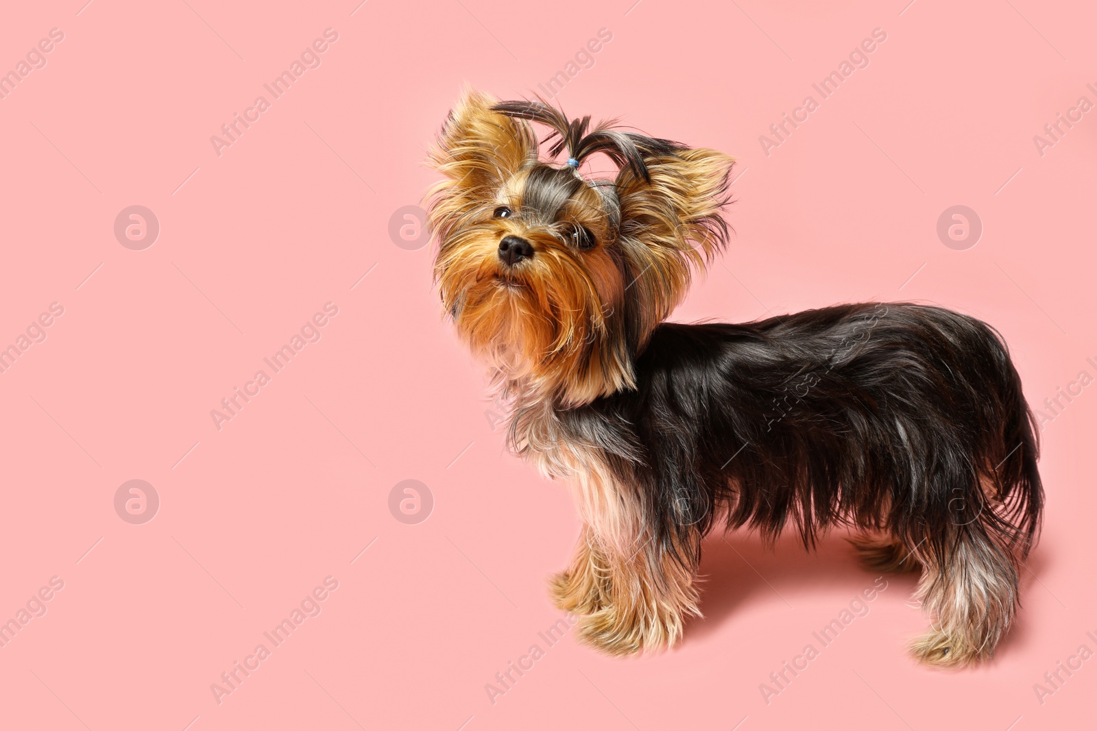 Photo of Adorable Yorkshire terrier on pink background. Cute dog