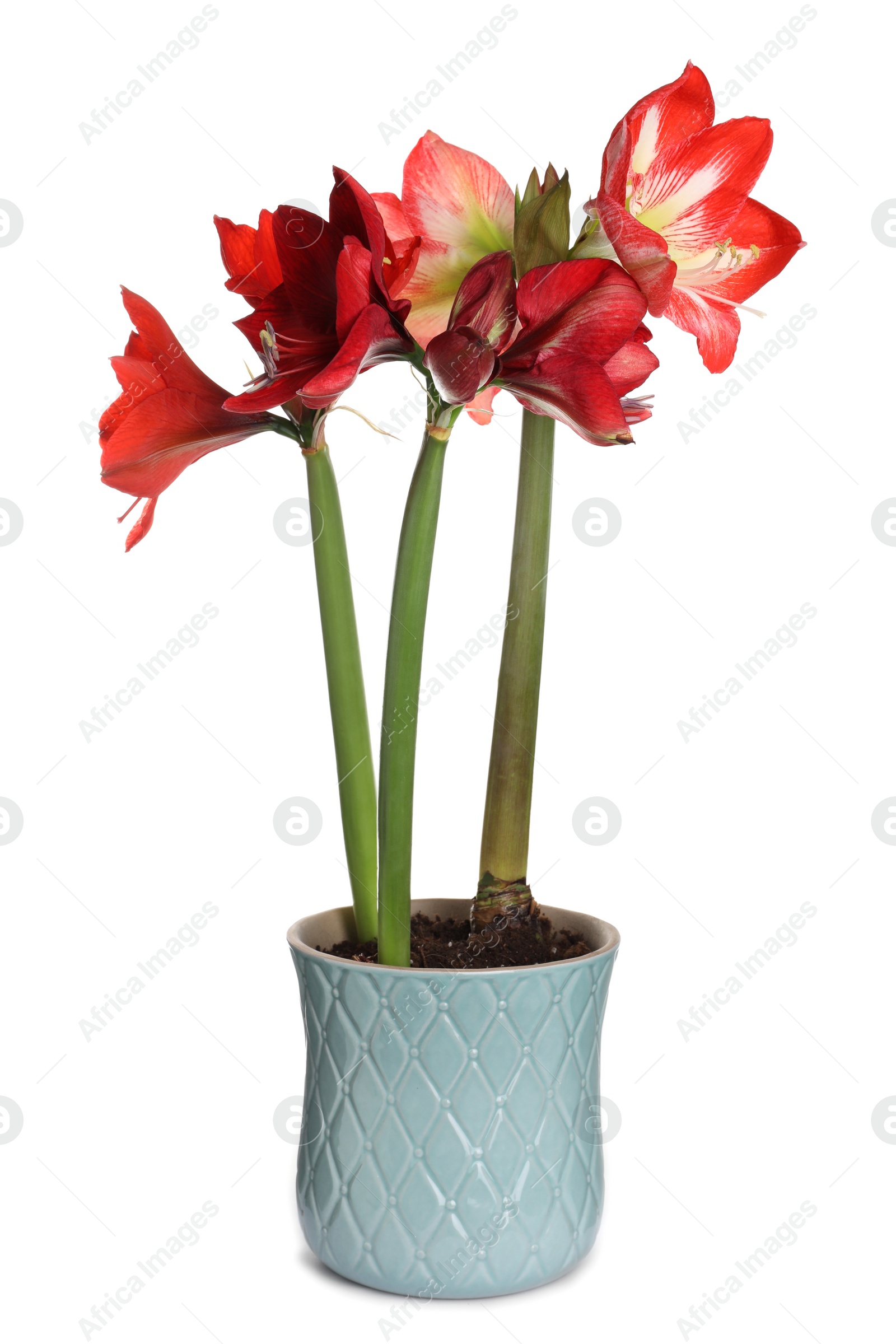 Photo of Beautiful red amaryllis flowers isolated on white