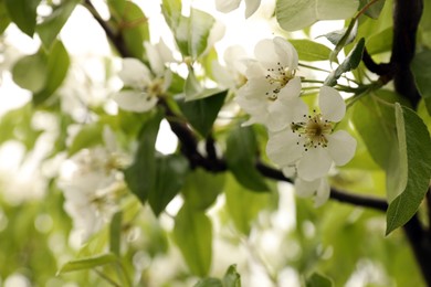 Cherry tree with white blossoms outdoors on spring day, closeup. Space for text