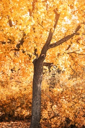 Photo of Picturesque landscape of autumn park on sunny day