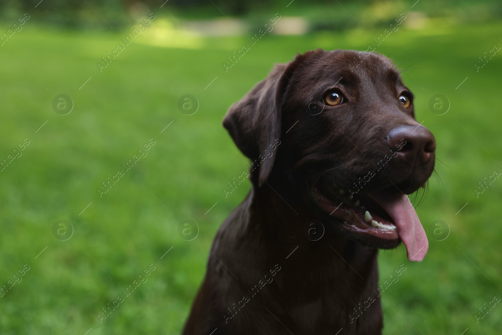 Photo of Adorable Labrador Retriever dog in park, closeup. Space for text