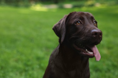 Adorable Labrador Retriever dog in park, closeup. Space for text