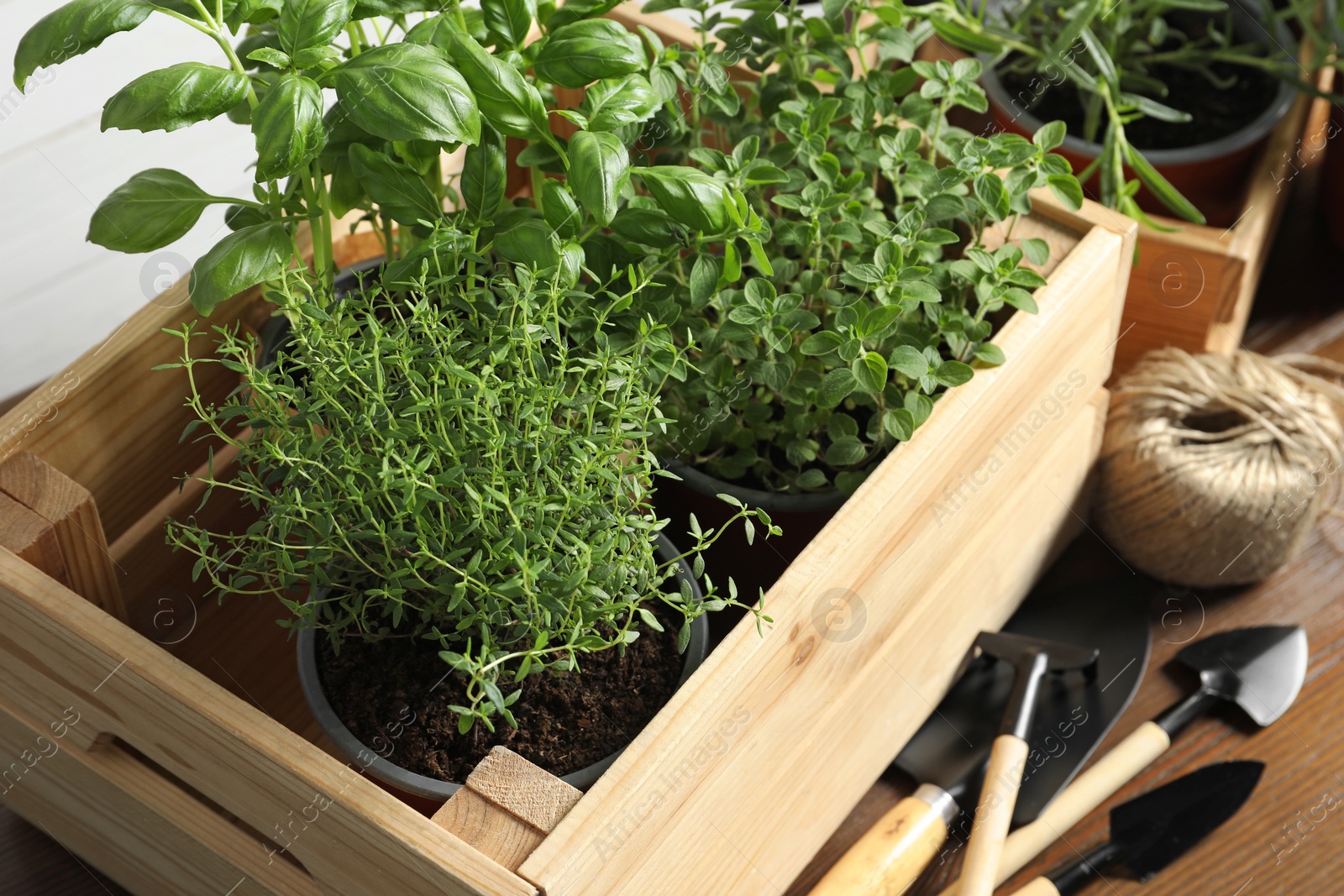 Photo of Crate with different potted herbs and gardening tools on wooden table, closeup