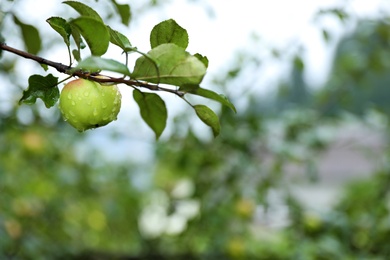 Photo of Branch of apple tree with ripe fruit in garden