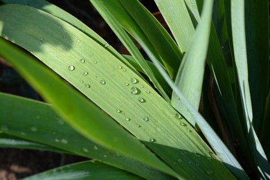 Photo of Green leaves with water drops outdoors, closeup