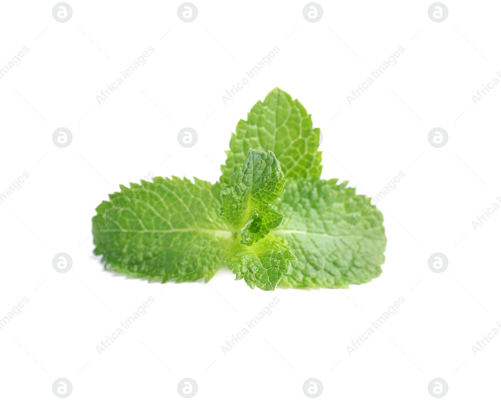 Photo of Fresh green mint leaves on white background