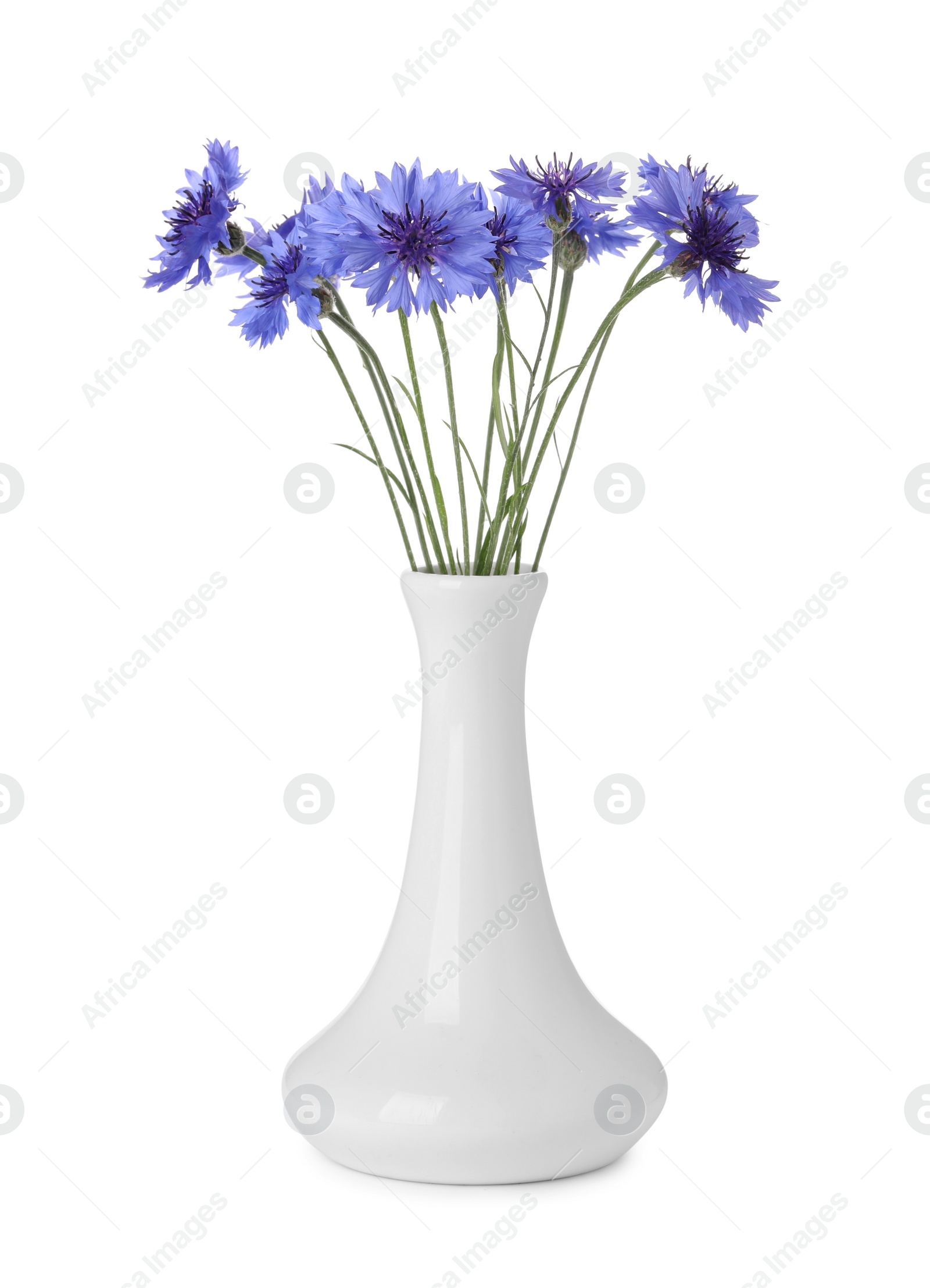 Photo of Beautiful bouquet of cornflowers in vase isolated on white