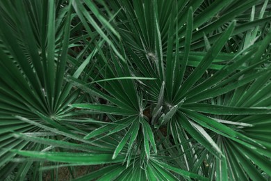 Photo of Beautiful green tropical leaves outdoors, top view